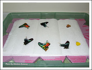 PAGE-1-butterflys-in the re-humidifier-cover-removed